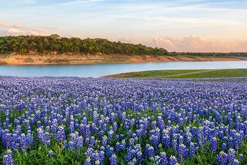 A wide-angle landscape shot of bluebonnets blanketing the shores of the Colorado River at Muleshoe Bend.