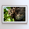 THE ONE - WILDLIFE & NATURE - "Still Home'' - LIMITED EDITION 4 of 5