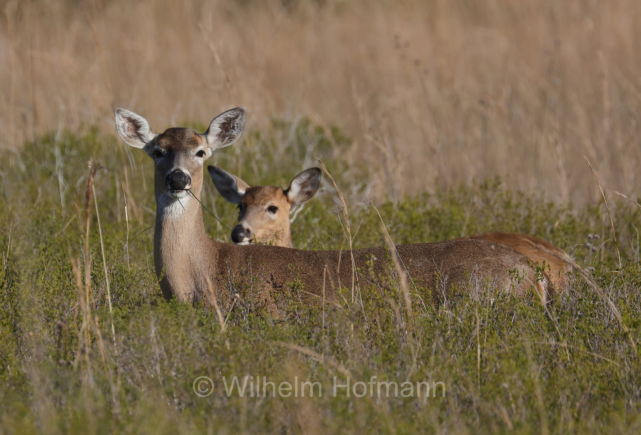 Odocoileus virginianus, white-tailed deer, whitetail, Virginia deer, Weißwedelhirsch, cervo dalla coda bianca, cervo della Virginia, Kissimmee Prairie Preserve State Park, Florida, USA