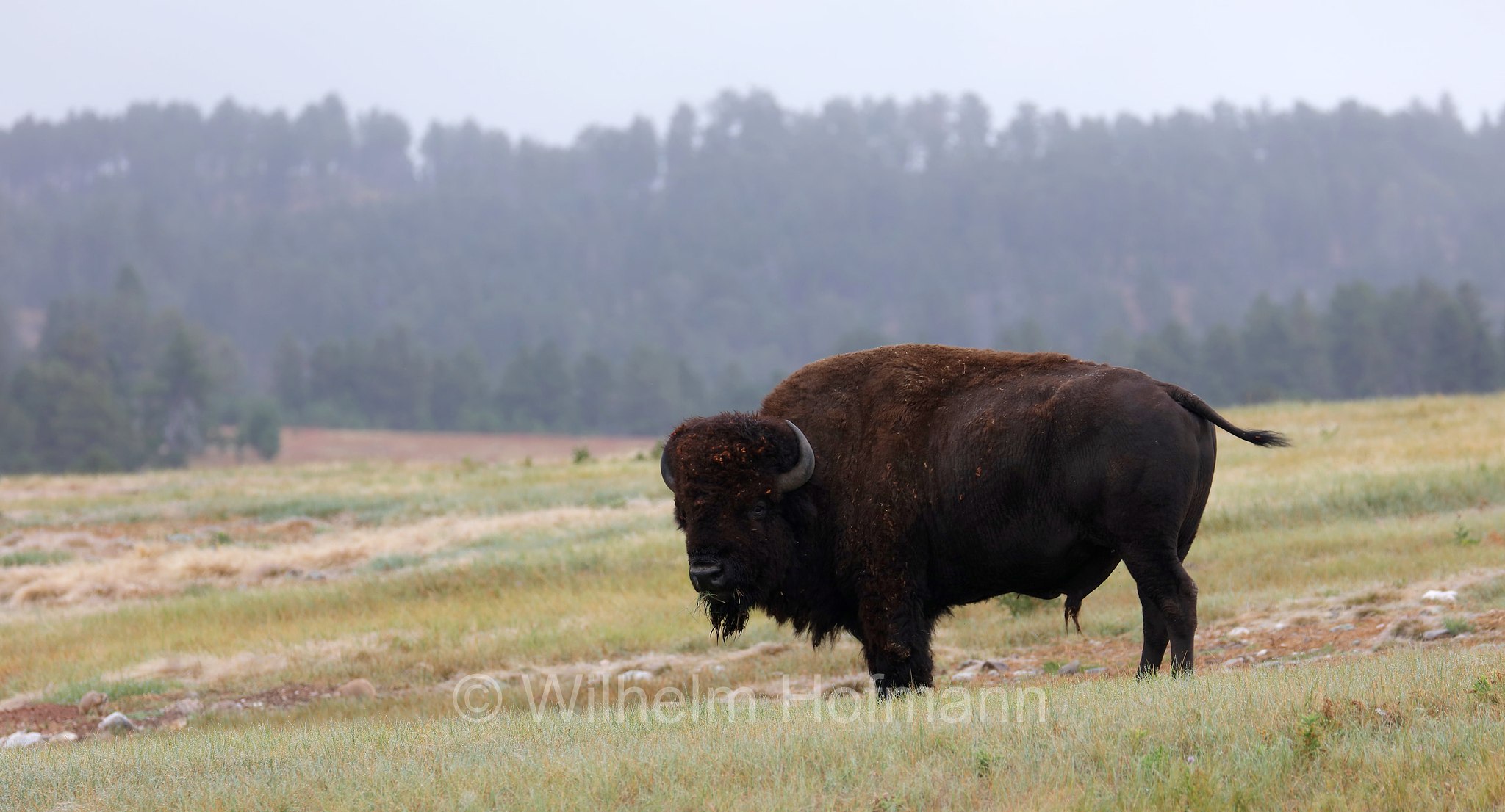 Plains bison, Präriebison, bisonte delle pianure, Bison bison bison, Wind Cave National Park, Wind-Cave-Nationalpark, Parco nazionale di Wind Cave, South Dakota, Dakota del Sud, USA