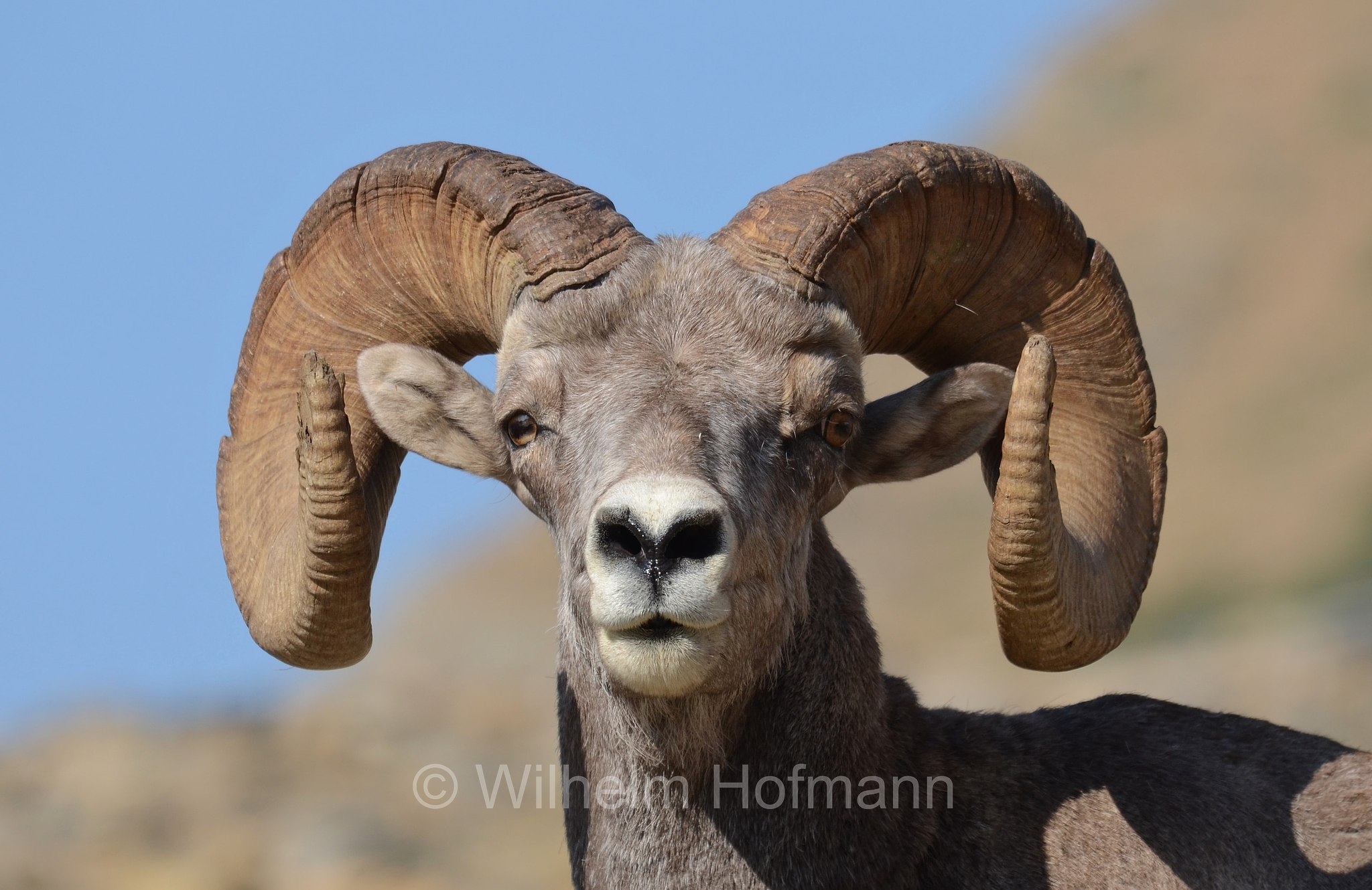 Ovis canadensis canadensis, Rocky Mountain bighorn sheep, Rocky-Mountains-Dickhornschaf, bighorn delle Montagne Rocciose, Grinnell Glacier, Glacier National Park, Glacier-Nationalpark, parco nazionale dei ghiacciai, Montana, USA
