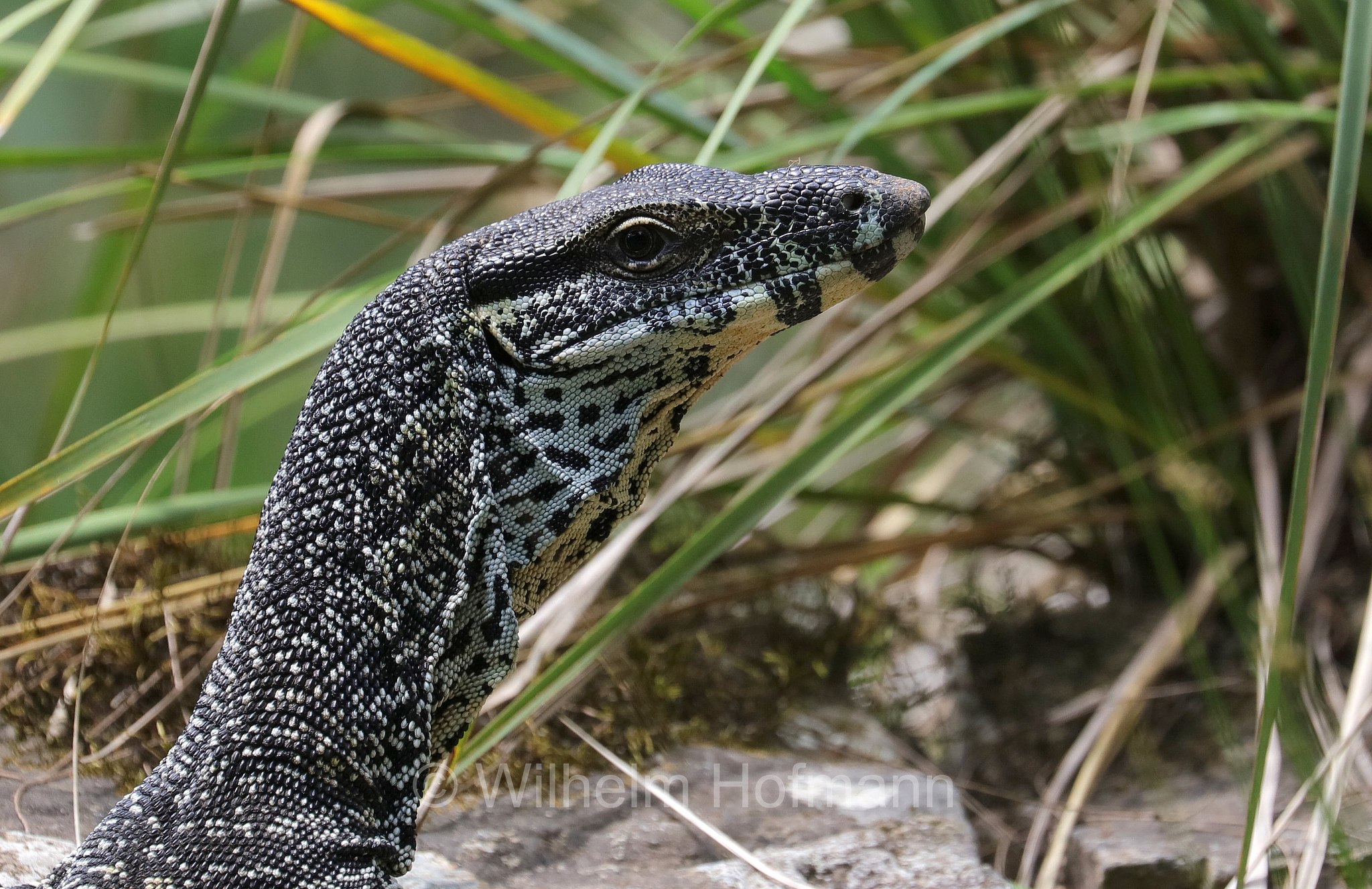 Varanus varius, lace monitor, tree goanna, Buntwaran, varano vario, Broken River, Eungella National Park, Eungella-Nationalpark, Parco nazionale Eungella, Queensland, Australia, Australien