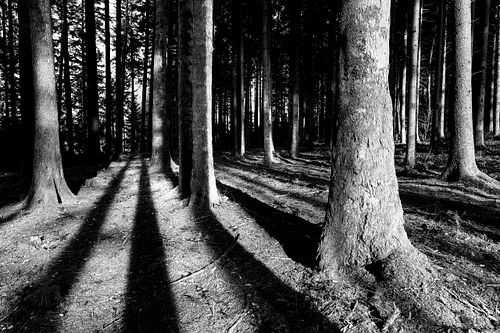 Im Tröcheni-Wald