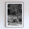 COLLECTION - GIANTS OF THE LAND VERTICAL - "One in the Landscape" - LIMITED EDITION 10 of 10