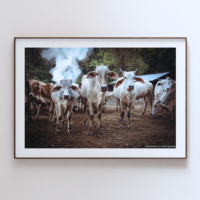 THE ONE - WILDLIFE & NATURE - "Who's Watching Who" - LIMITED EDITION 5 of 5