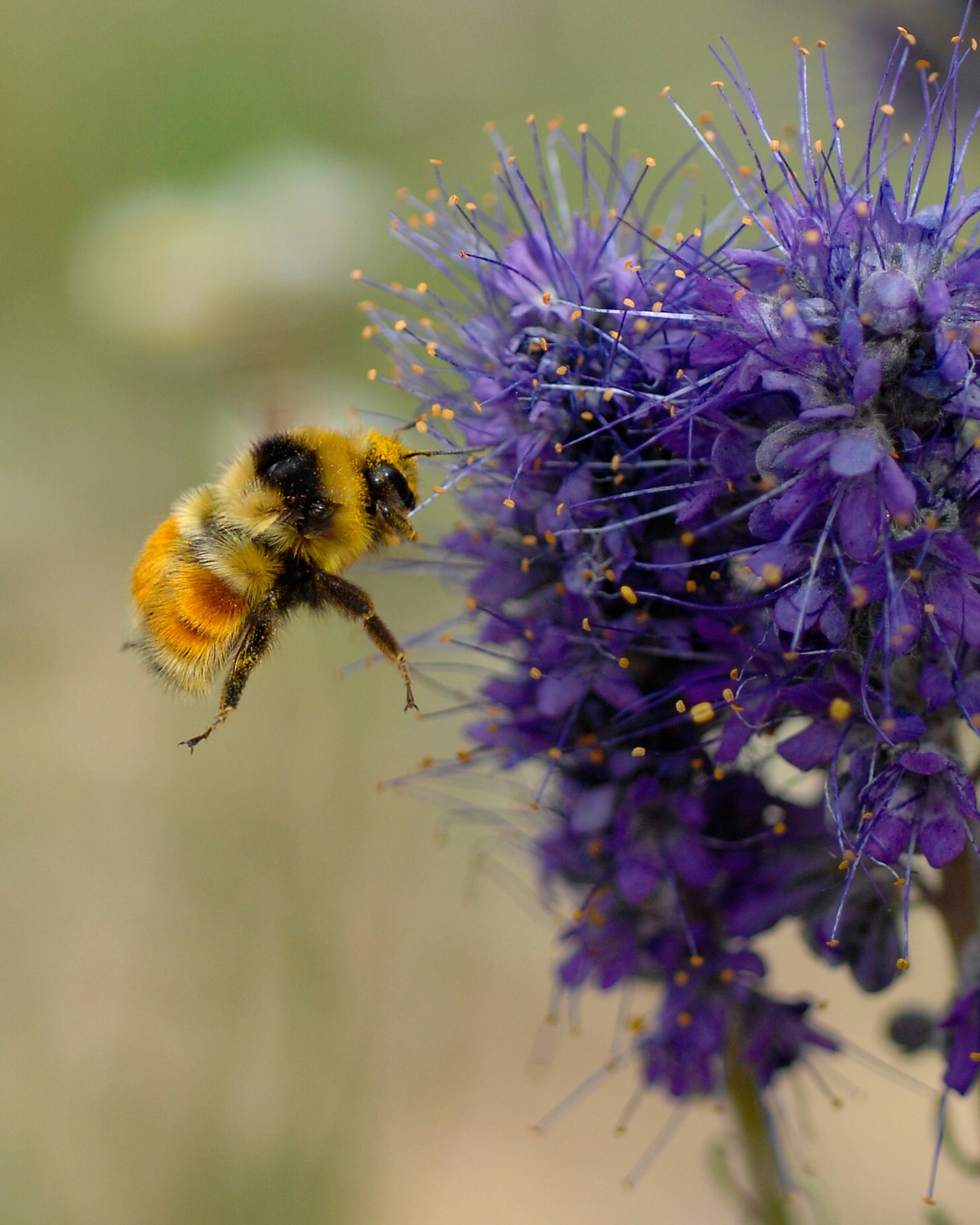 Bee-on-Purple-Fringe