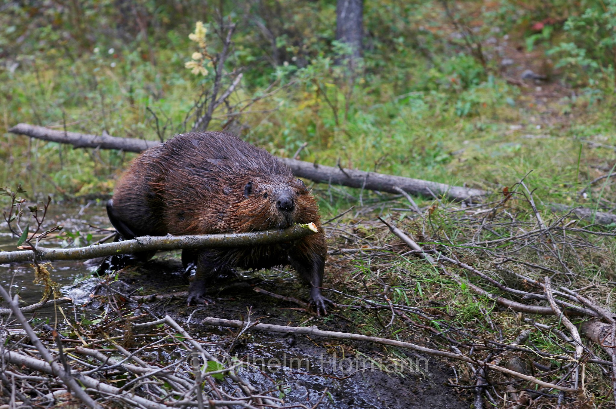 Castor canadensis, North American Beaver, American beaver, Canadian beaver, Kanadische Biber, Amerikanische Biber, castoro americano, Horseshoe Lake, Denali National Park, Denali National Park and Preserve, Denali-Nationalpark, Parco nazionale del Denali, Alaska, USA
