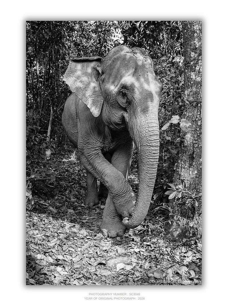 COLLECTION - GIANTS OF THE LAND VERTICAL - "Asian Elephant" - LIMITED EDITION 5 of 5