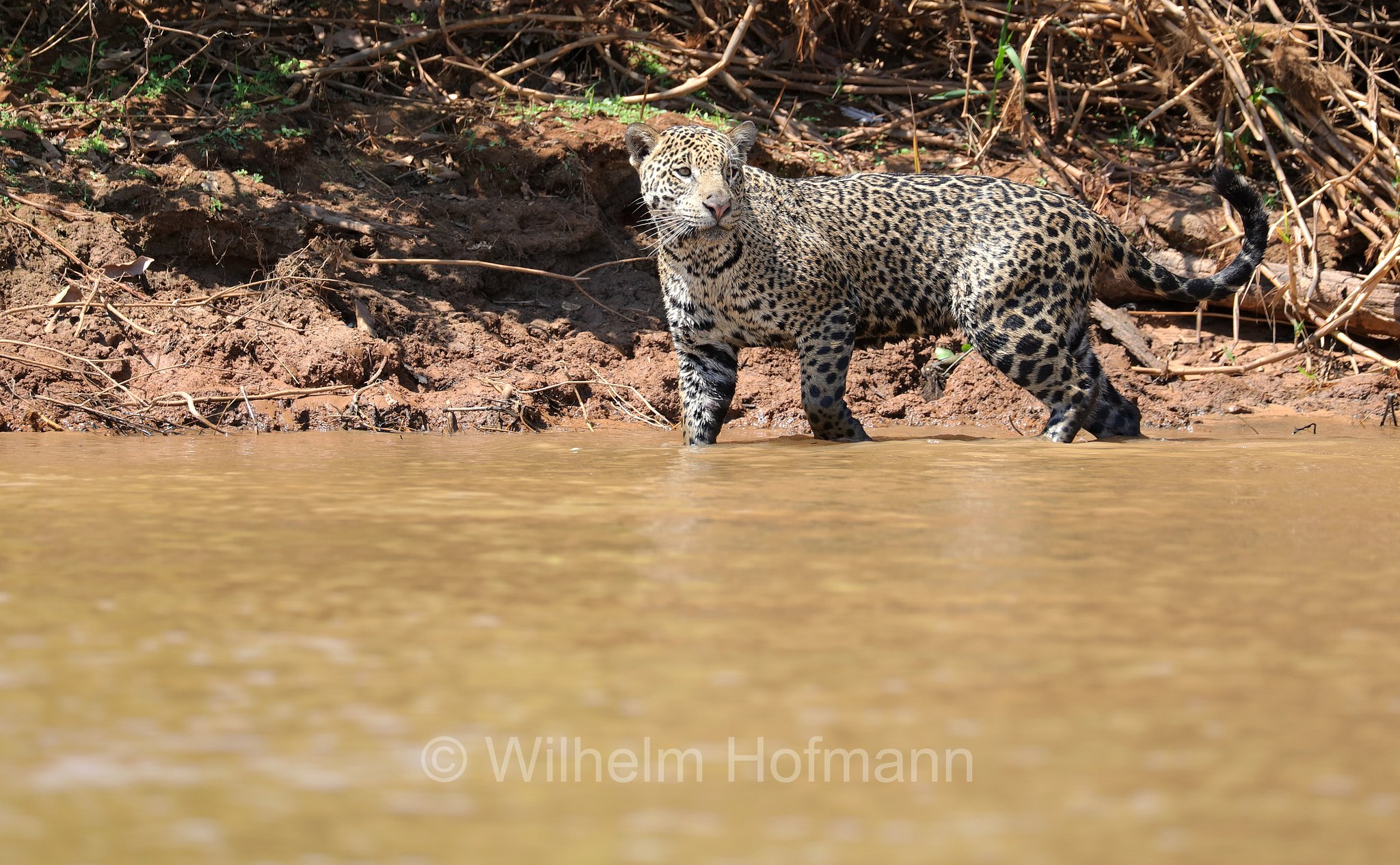 Jaguar, ﻿giaguaro, Panthera onca, Parque Estadual Encontro das Águas, Pantanal, Mato Grosso, Brazil, Brasil, Brasile, Brasilien