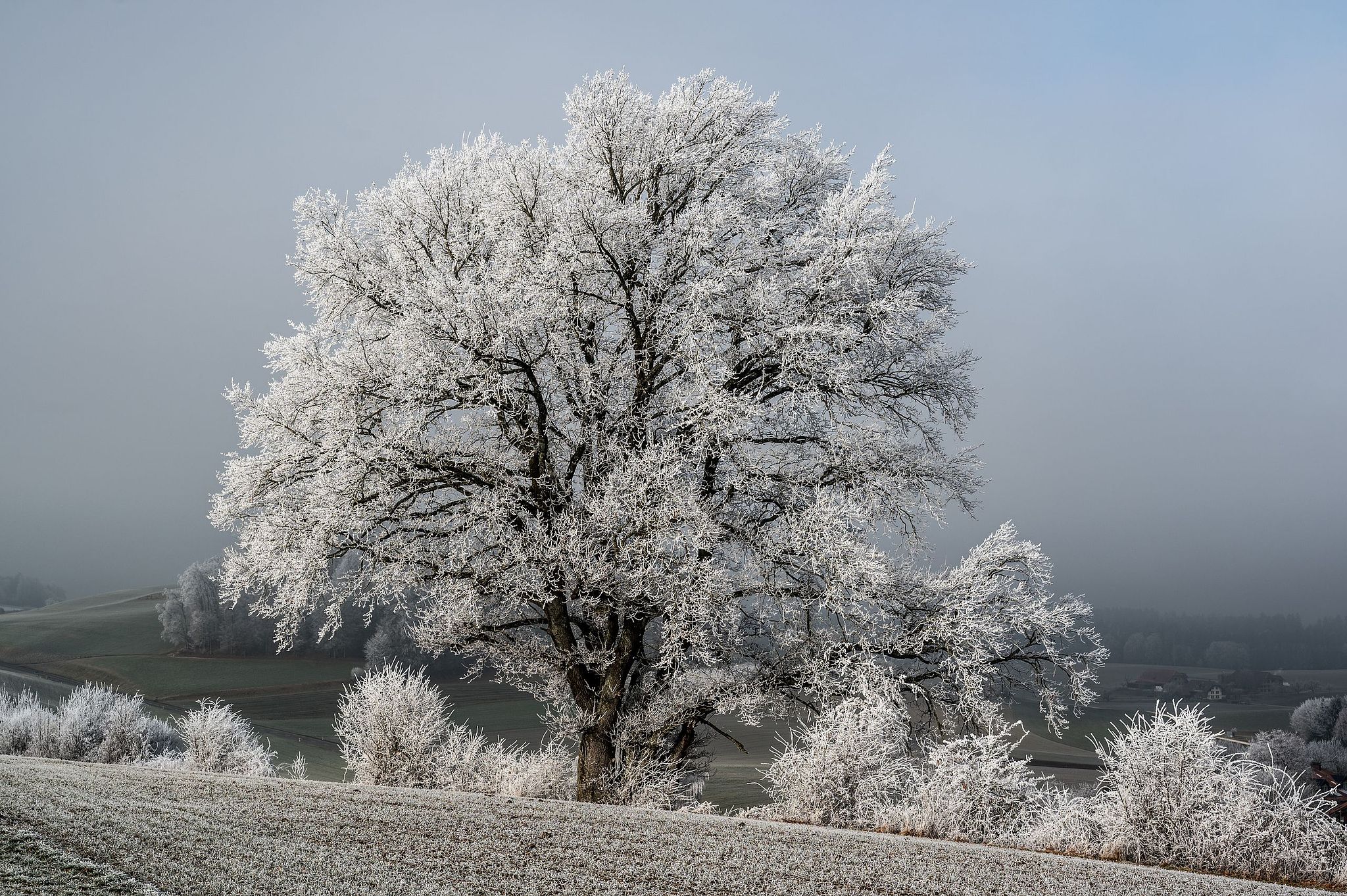 Die Chüeweid im Frost