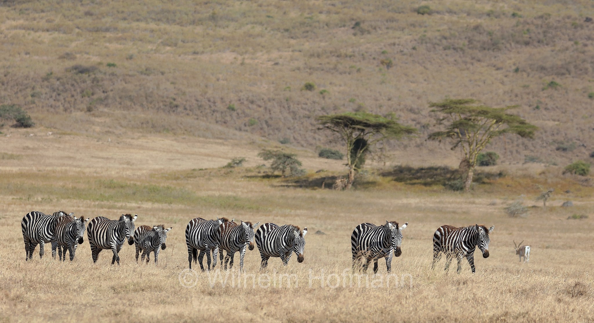 plains zebra, Steppenzebra, zebra di pianura, equus quagga, area di conservazione di Ngorongoro, Ngorongoro Conservation Area, Ngorongoro Krater, Tanzania, Tansania