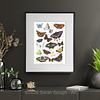 British and European Butterfly Study | Art Print | with Names