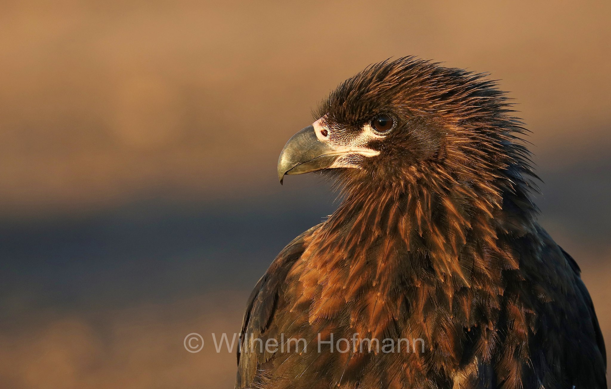 striated caracara, Forster's caracara, Johnny Rook, Falklandkarakara, caracara striato, Daptrius australis, Phalcoboenus australis, Bleaker Island, Isla María, Falkland Islands, Falklandinseln, Isole Falkland
