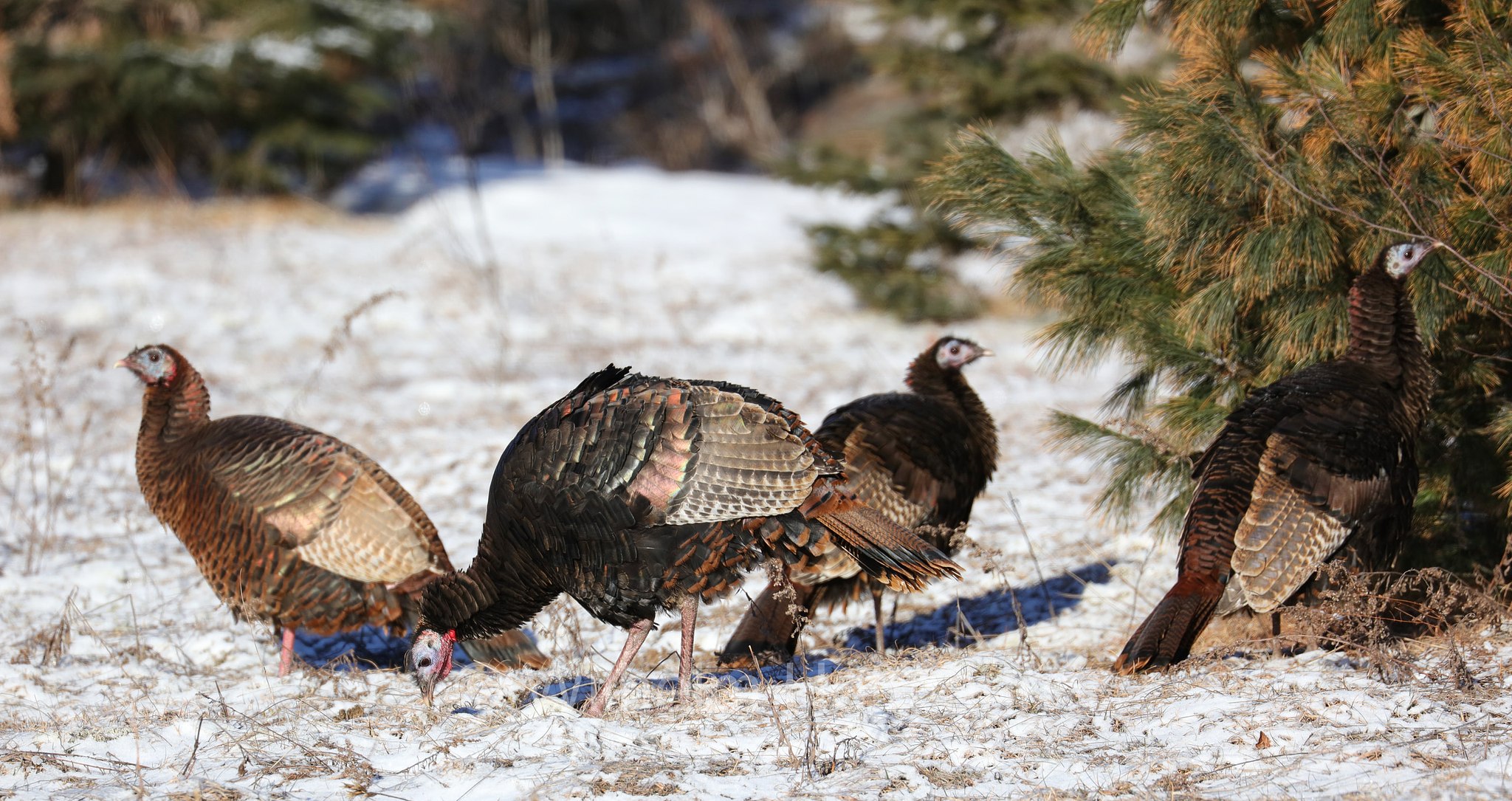 Meleagris gallopavo, wild turkey, Truthuhn, Truthahn, tacchino selvatico, Spruce Bog Boardwalk Trail, Algonquin Provincial Park, Parco provinciale di Algonquin, Ontario, Canada, Kanada