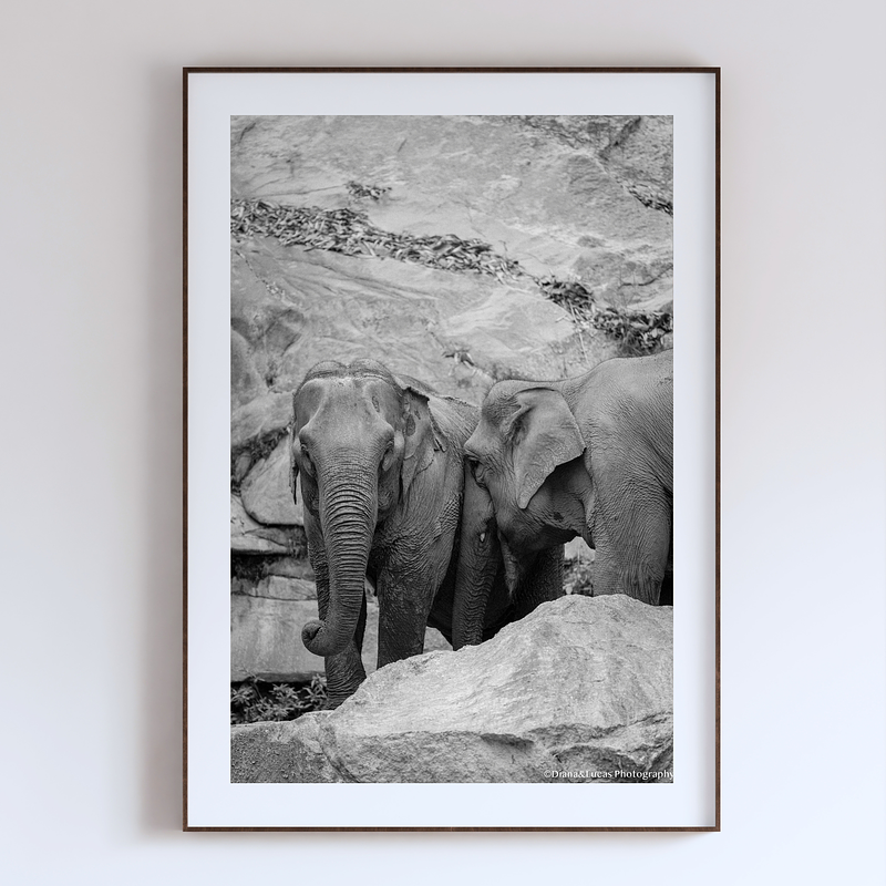 THE ONE - WILDLIFE & NATURE - "The Bond" - LIMITED EDITION 5 of 5