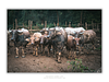 COLLECTION - GIANTS OF THE LAND HORIZONTAL - "All Eyes Forward" - LIMITED EDITION 9 of 10