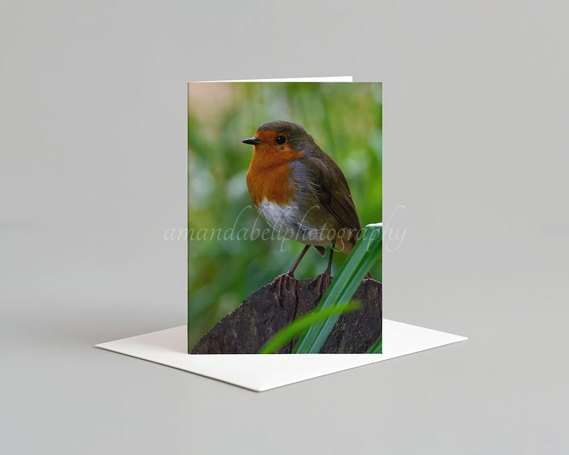 Bird Card Pack