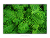 THE ONE - WILDLIFE & NATURE - "All Fern" - LIMITED EDITION 5 of 5