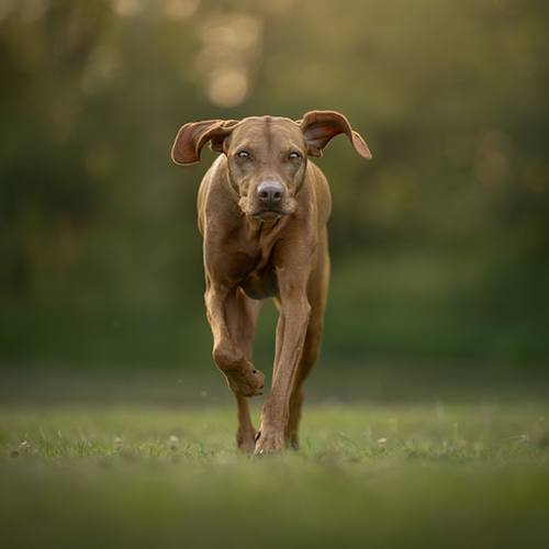 Een geweldige herinnering van en met jouw hond, kat, fret of ander huisdier.
