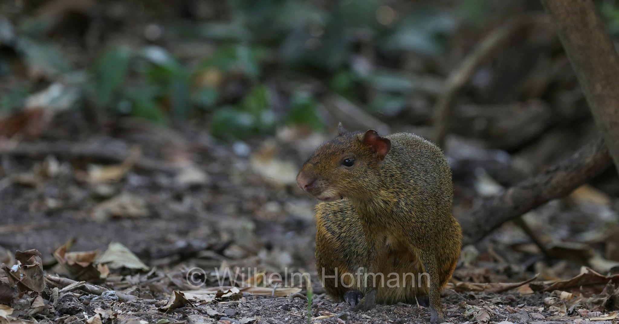 Azara's agouti, Azara-Aguti, aguti di Azara, Dasyprocta azarae, Pantanal, Mato Grosso, Brazil, Brasil, Brasile, Brasilien
