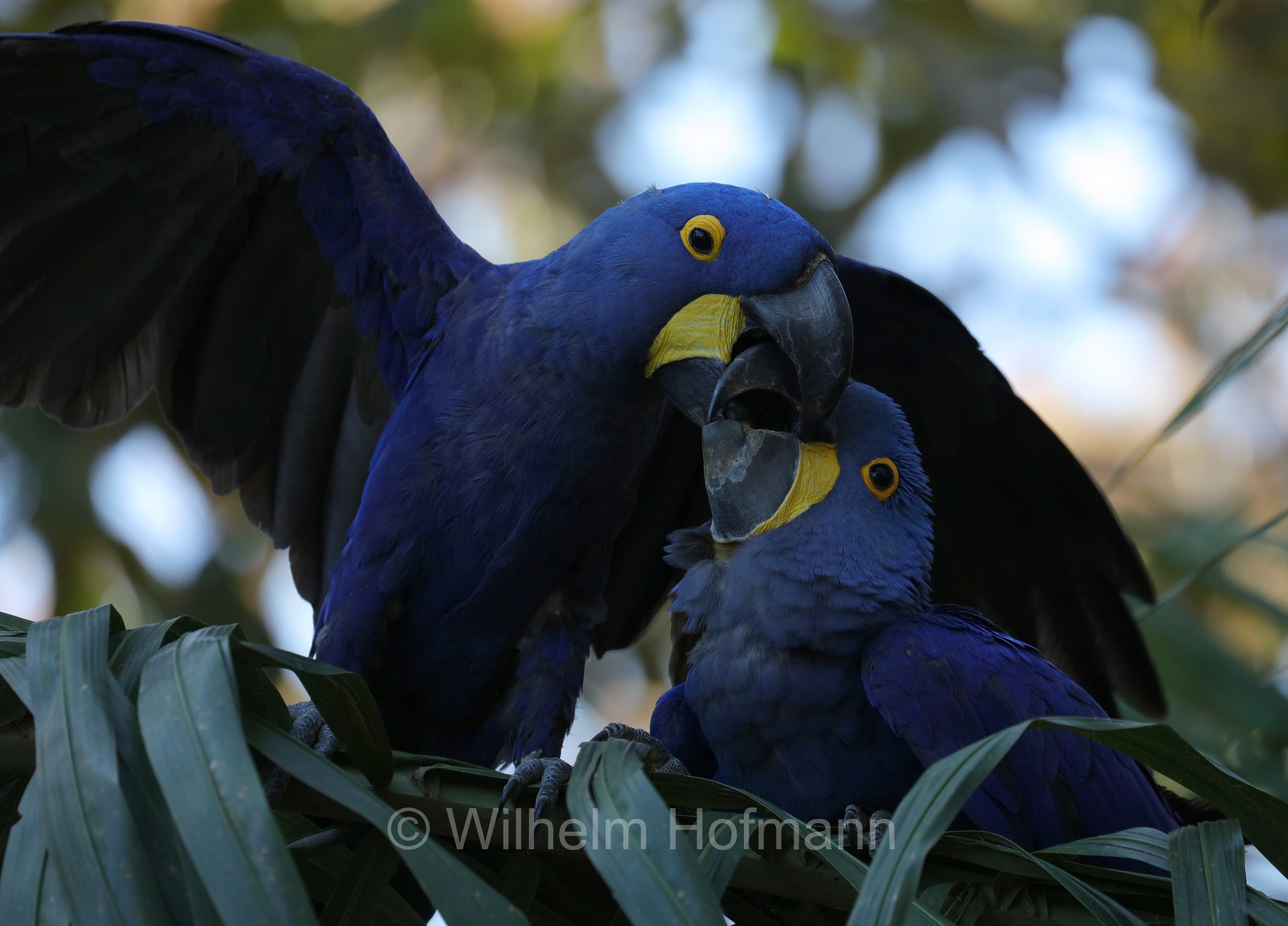 hyacinth macaw, hyacinthine macaw, Hyazinthara, ara giacinto, Anodorhynchus hyacinthinus, Pantanal, Mato Grosso, Brazil, Brasil, Brasile, Brasilien