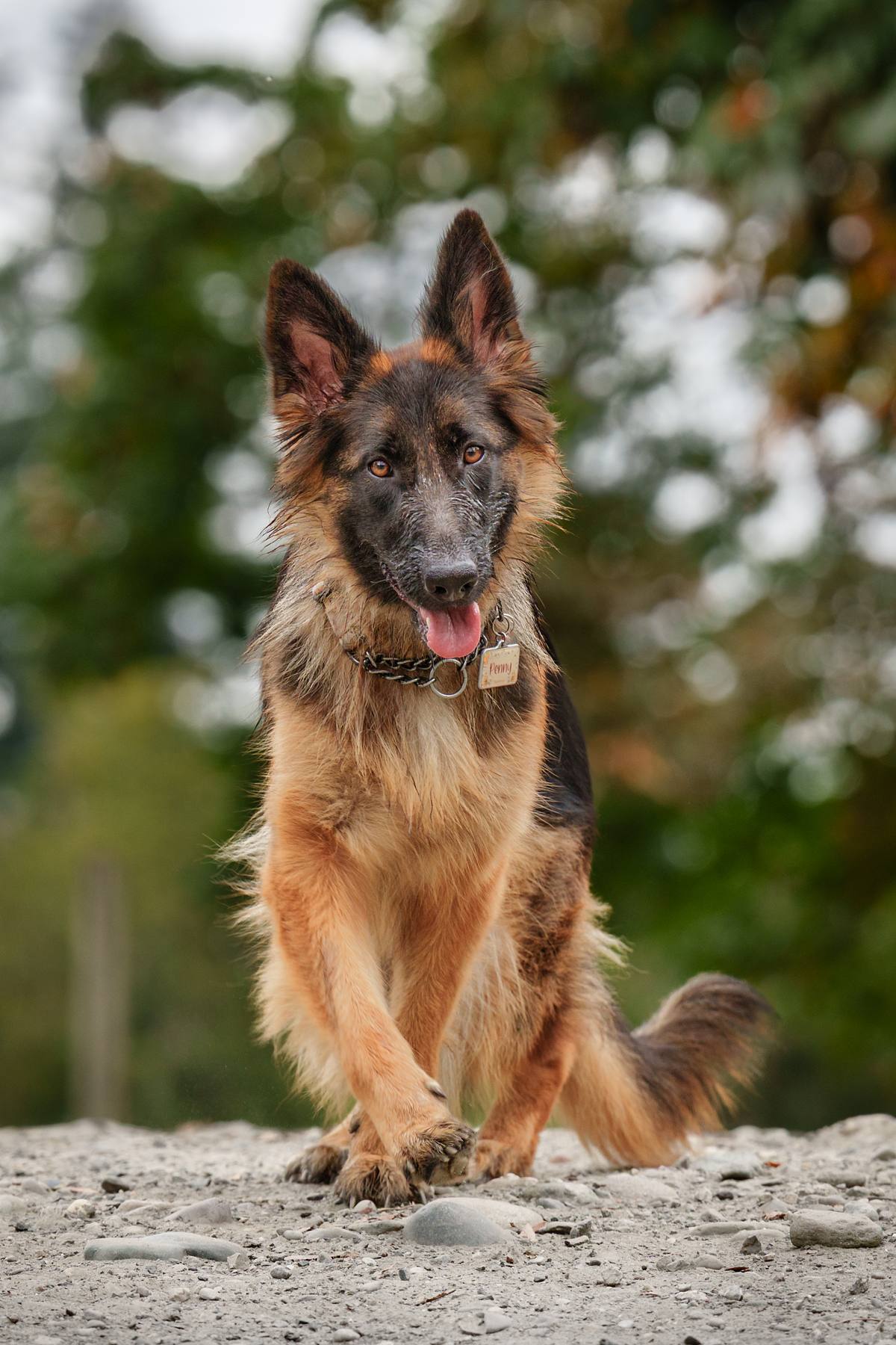 German Shepherd at the park.