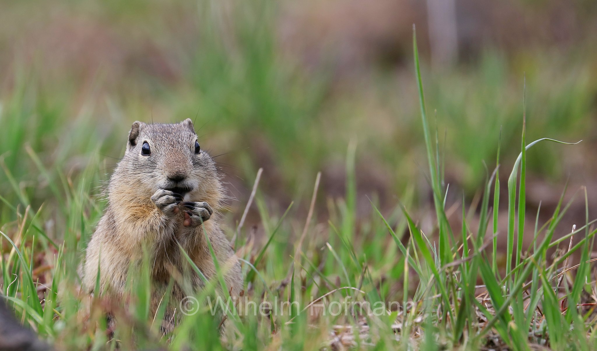Urocitellus beldingi, Spermophilus beldingi, Belding's ground squirrel, pot gut, sage rat, picket-pin, Belding-Ziesel, scoiattolo terricolo di Belding, Sparks Lake Meadow, Oregon, USA