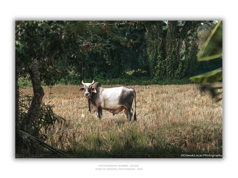 COLLECTION - GIANTS OF THE LAND HORIZONTAL - "Field Neighbours" - LIMITED EDITION 10 of 10
