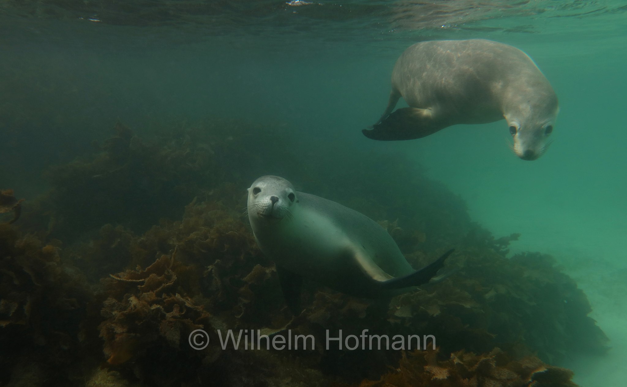 Australian sea lion, Australian sea-lion, Australian sealion, Australischer Seelöwe, leone marino australiano, Neophoca cinerea, Memory Cove, Lincoln National Park, Lincoln-Nationalpark, parco nazionale Lincoln, Eyre Peninsula, Eyre-Halbinsel, Penisola di Eyre, South Australia, Südaustralien, Australia Meridionale, Australia, Australien