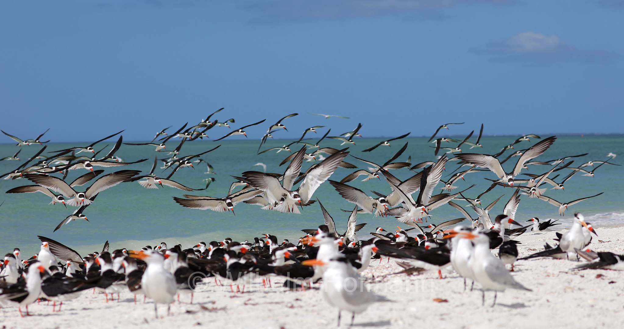 Rynchops niger niger, black skimmer, Amerikascherenschnabel, Amerikanischer Scherenschnabel, Schwarzmantel-Scherenschnabel, becco a cesoia americano, becco a forbice americano, Lovers Key Beach, Lovers Key State Park, Florida, USA
