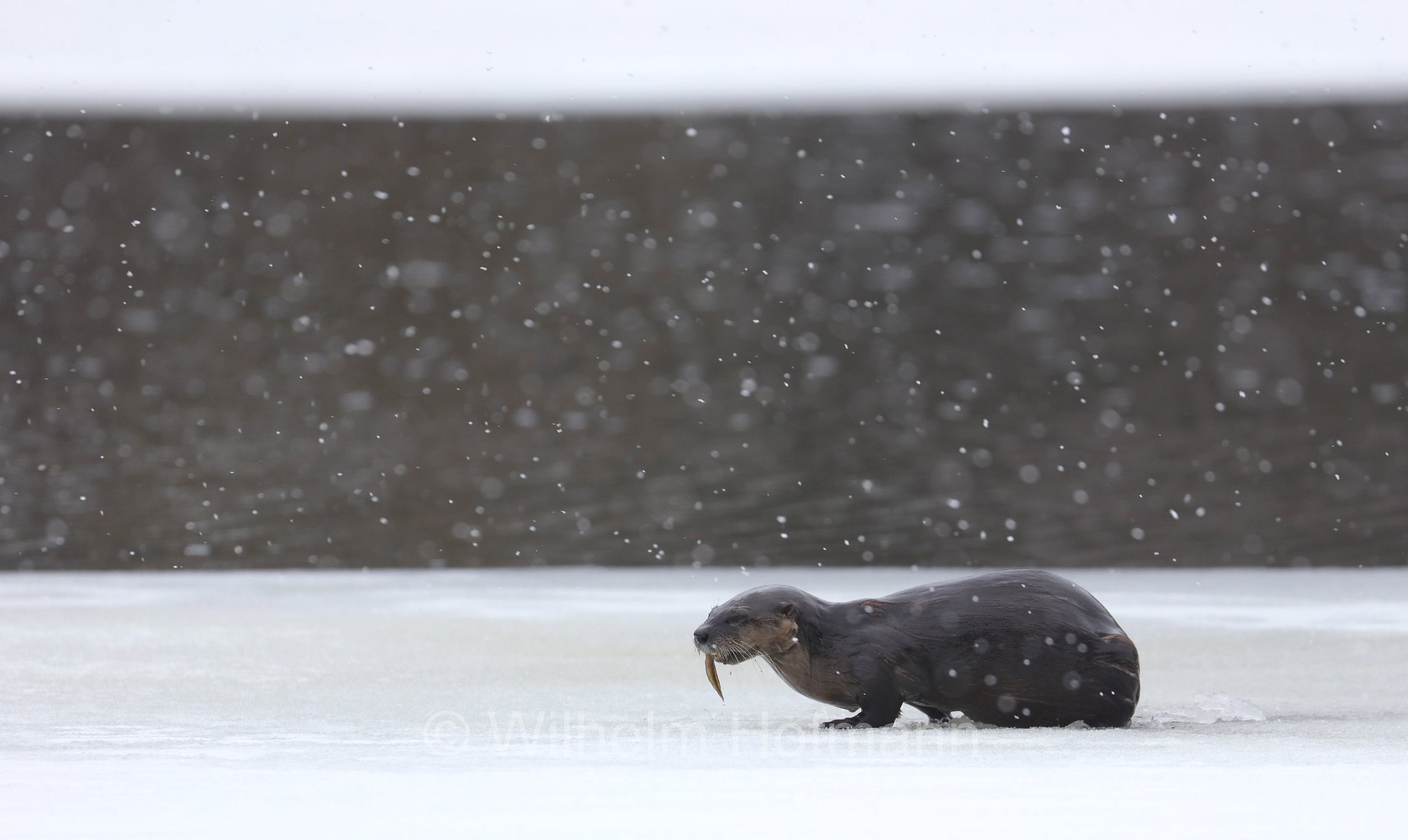 Lontra canadensis, North American river otter, northern river otter, river otter, Nordamerikanische Fischotter, lontra canadese, Tanamakoon Lake, Algonquin Provincial Park, Parco provinciale di Algonquin, Ontario, Canada, Kanada