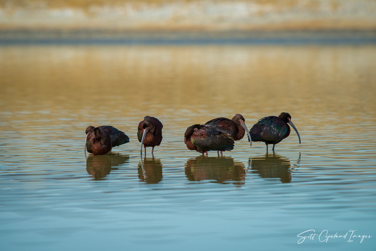 Killpecker Ibis #1