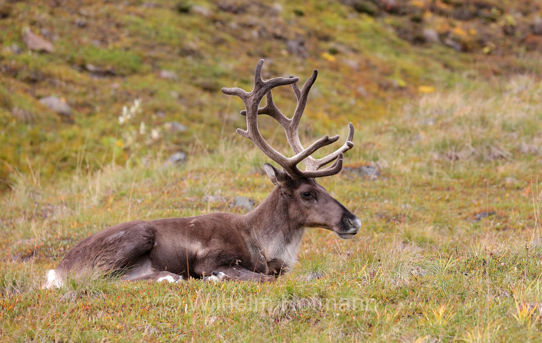 Rangifer tarandus granti, Grant's caribou, Grant-Karibu, Grant's-Karibu, caribù di Grant, Thorofare Pass, Denali National Park, Denali National Park and Preserve, Denali-Nationalpark, Parco nazionale del Denali, Alaska, USA