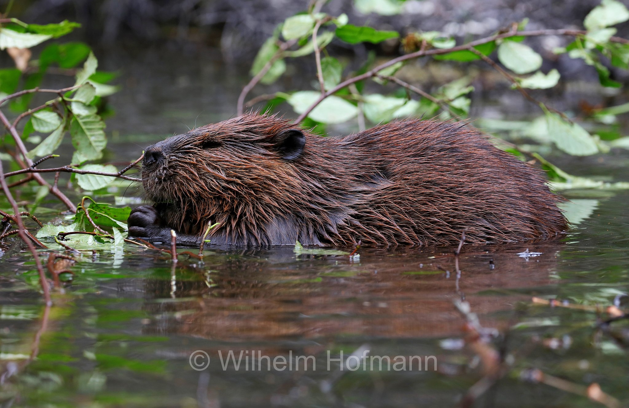 Castor canadensis, North American Beaver, American beaver, Canadian beaver, Kanadische Biber, Amerikanische Biber, castoro americano, Horseshoe Lake, Denali National Park, Denali National Park and Preserve, Denali-Nationalpark, Parco nazionale del Denali, Alaska, USA