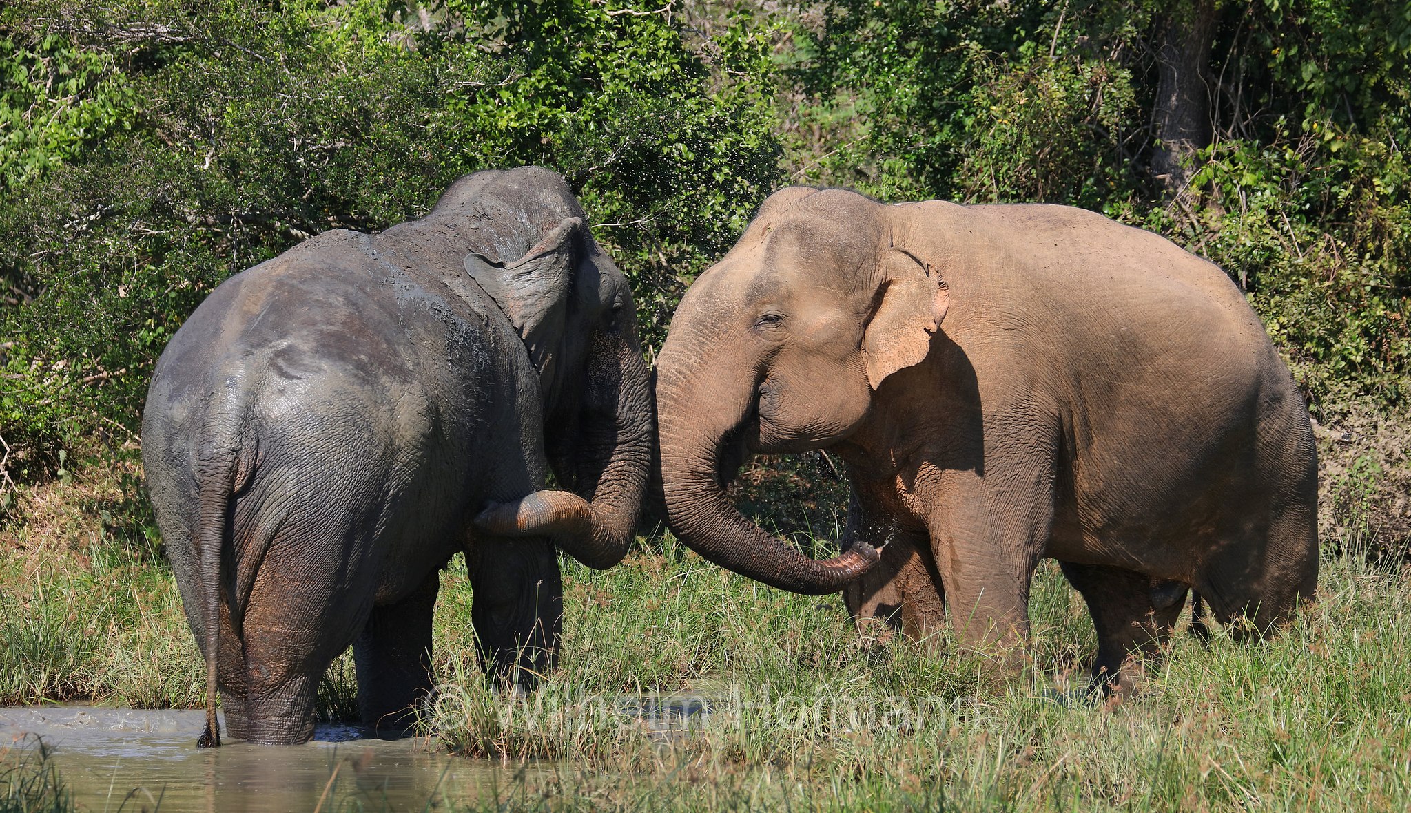 Sri Lankan elephant, Sri-Lanka-Elefant, Ceylon-Elefant, elefante dello Sri Lanka, Elephas maximus maximus, Sri Lanka, Bundala National Park, Bundala Nationalpark, Parco nazionale Bundala