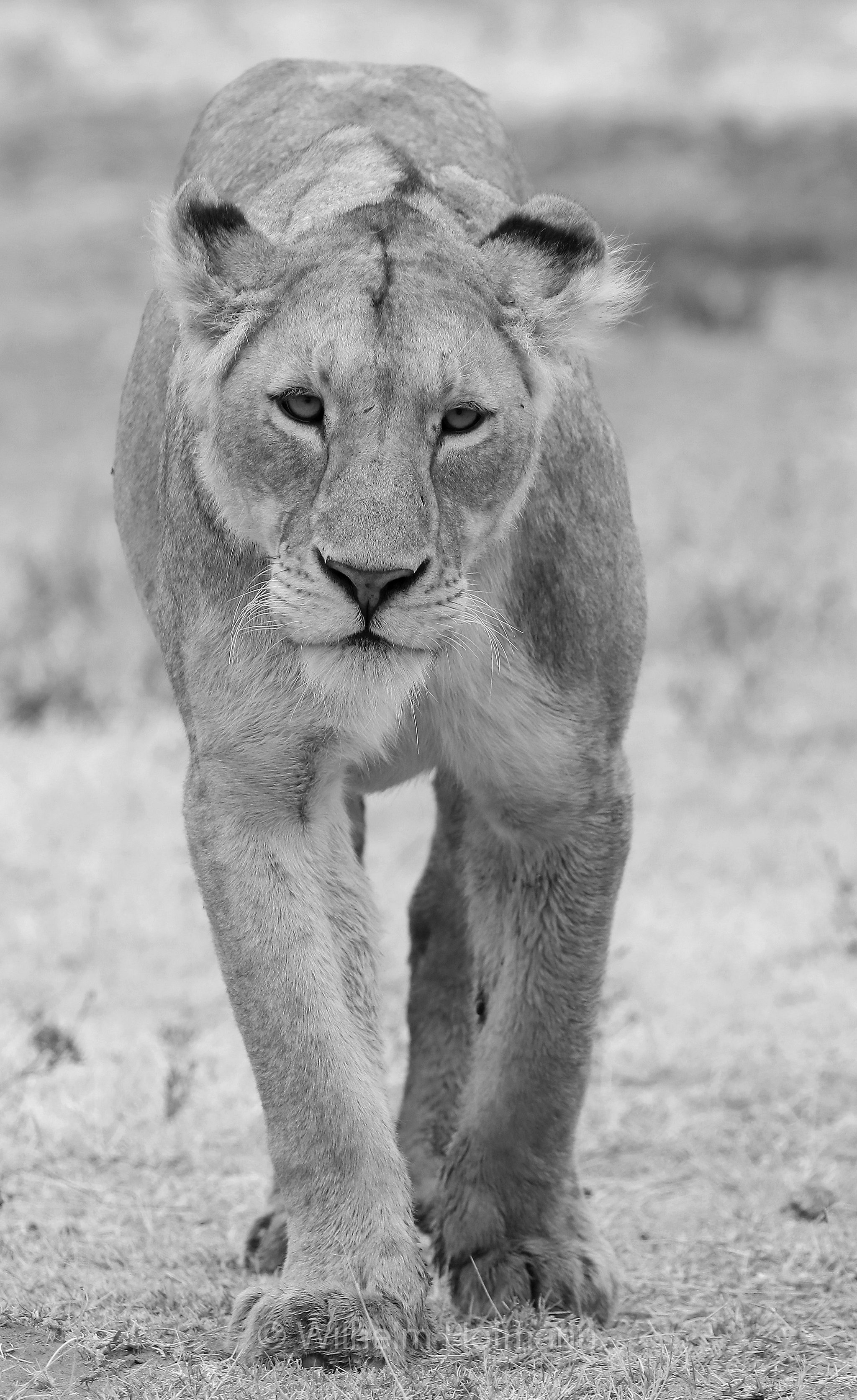 Lion, Ngorongoro Conservation Area, Tanzania, Löwe, leone, panthera leo melanochaita, Ngorongoro Krater, Tansania, Magadisee, lake magadi, lake magad, area di conservazione di Ngorongoro