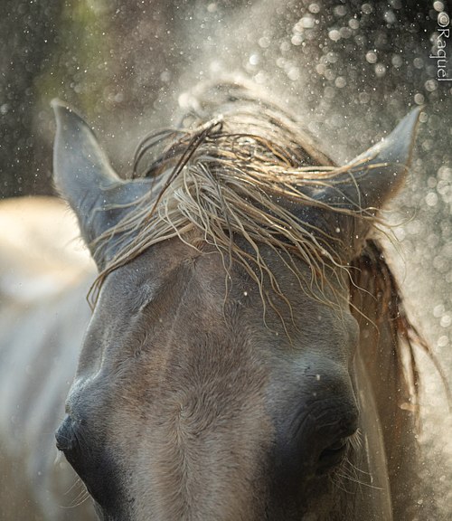 Gros plan de Portichju, cheval croisé espagnol et Percheron dans le Var