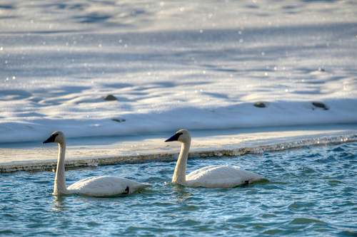 swan