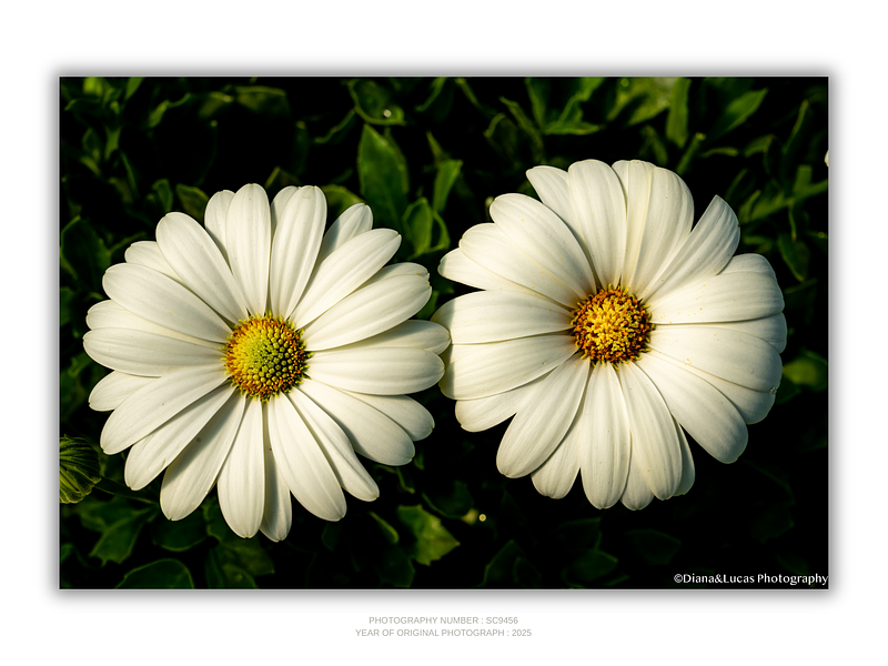 THE ONE - WILDLIFE & NATURE - "White Twins" - LIMITED EDITION 5 of 5