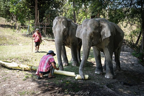 Because Elephants at Home is located outside the city,