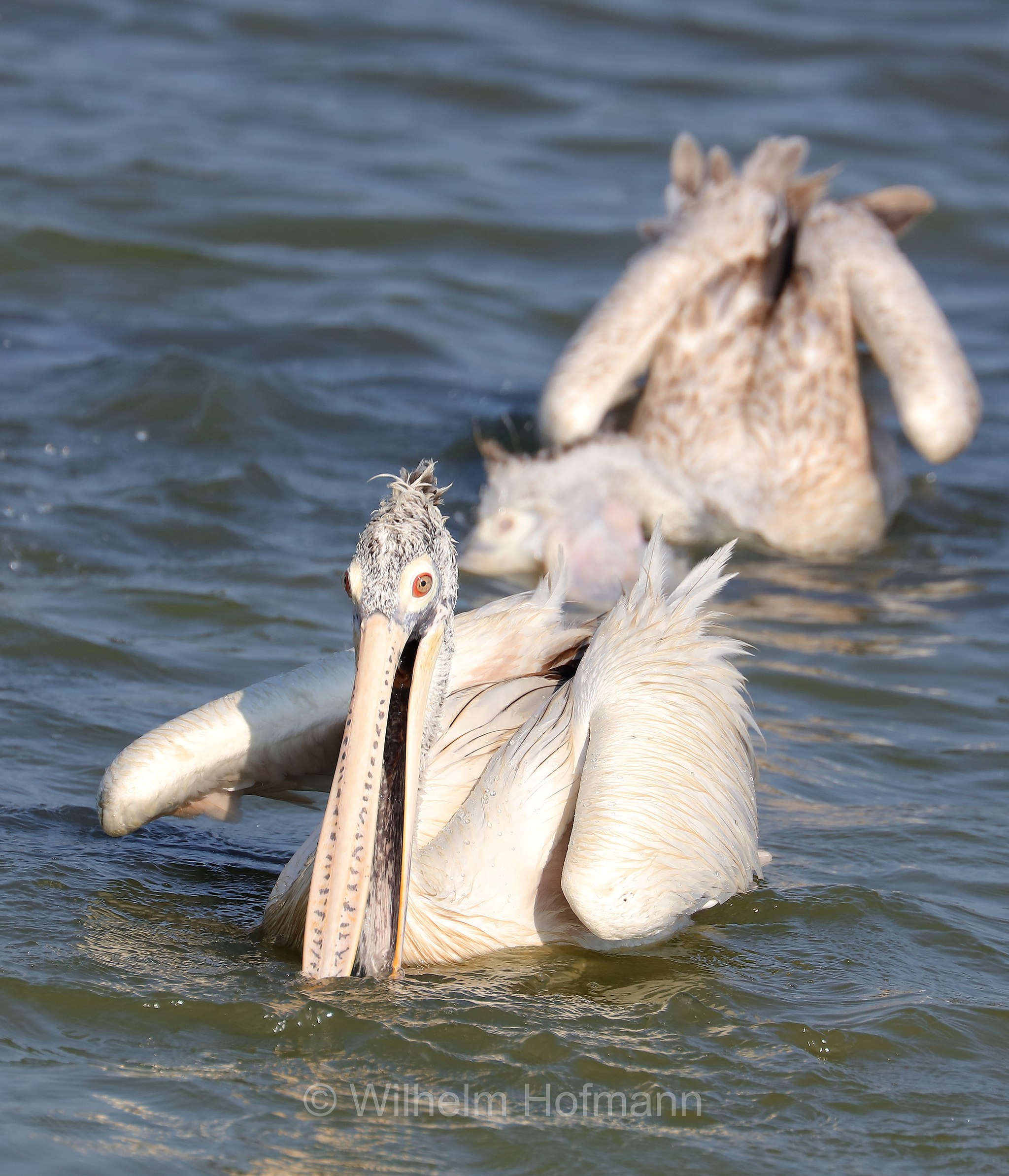 spot-billed pelican, gray pelican, Graupelikan, Philippinenpelikan, Fleckschnabelpelikan, pellicano delle Filippine, Pelecanus philippensis, Sri Lanka, Bundala National Park, Bundala Nationalpark, Parco nazionale Bundala