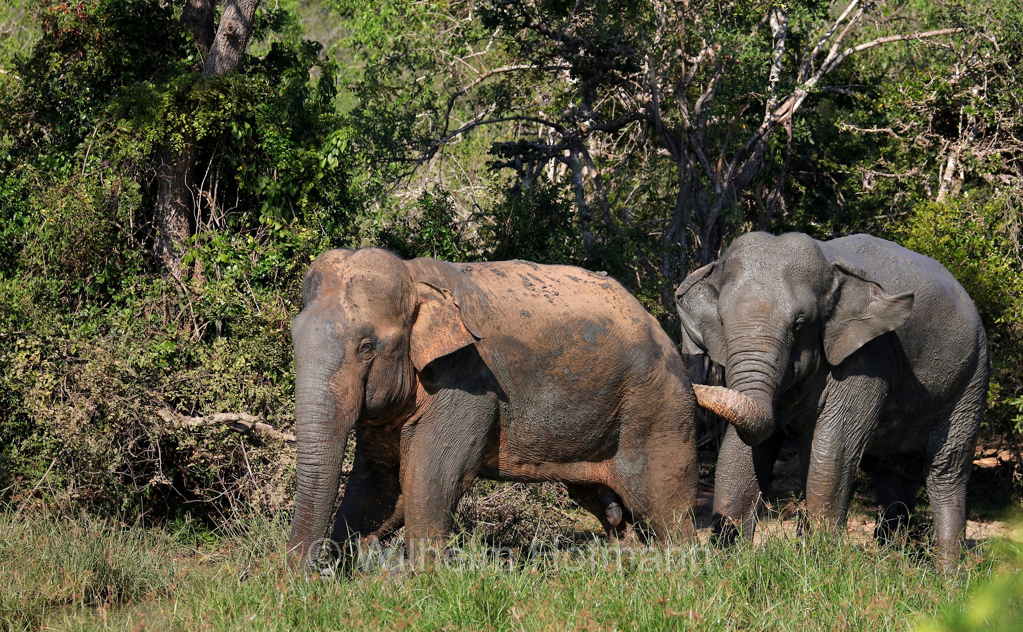 Sri Lankan elephant, Sri-Lanka-Elefant, Ceylon-Elefant, elefante dello Sri Lanka, Elephas maximus maximus, Sri Lanka, Bundala National Park, Bundala Nationalpark, Parco nazionale Bundala