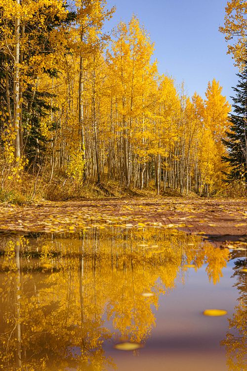 Golden Reflection