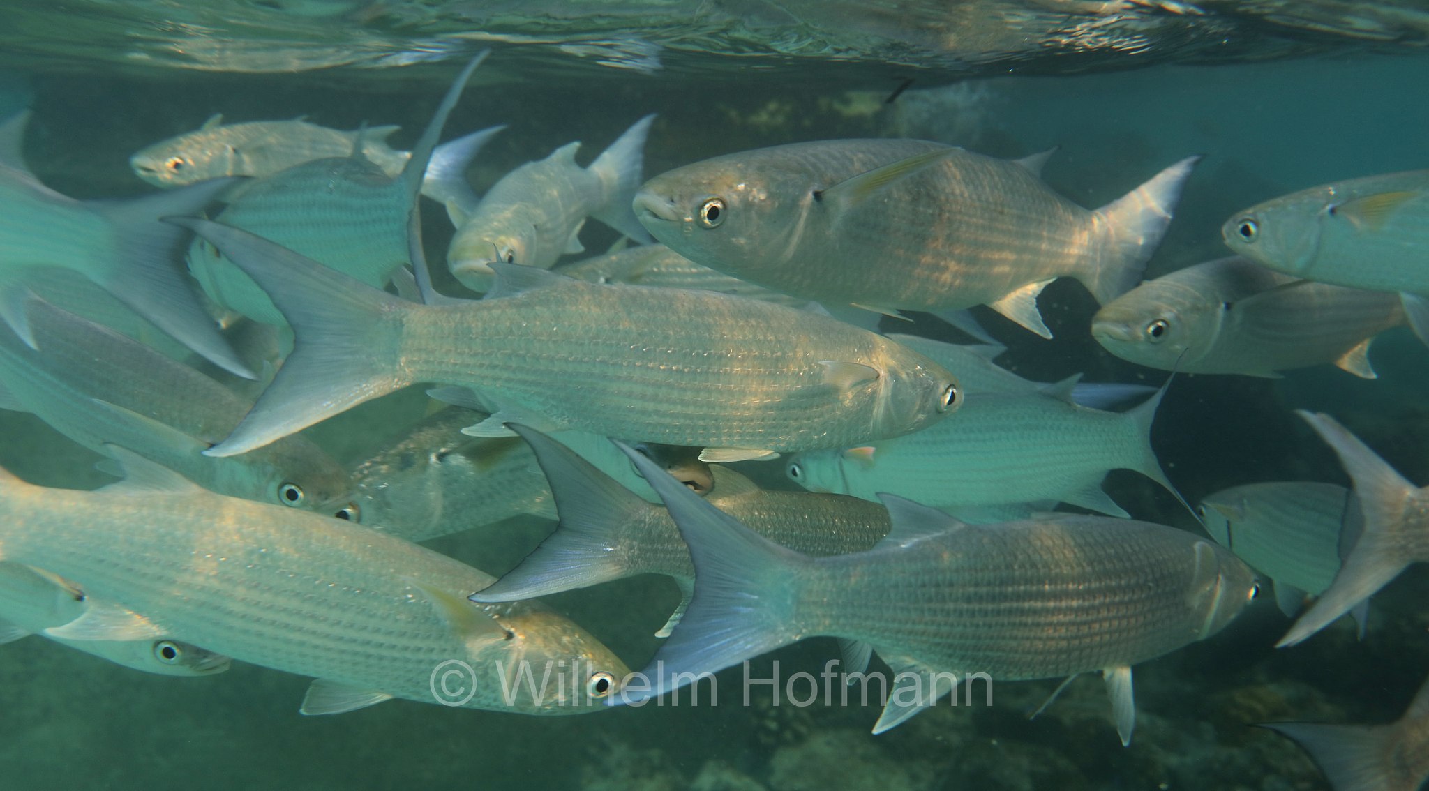 fringelip mullet, Stumpfmaul-Meeräsche, Crenimugil crenilabis, Malediven, Maldives, Maledive, fihalhohi island resort