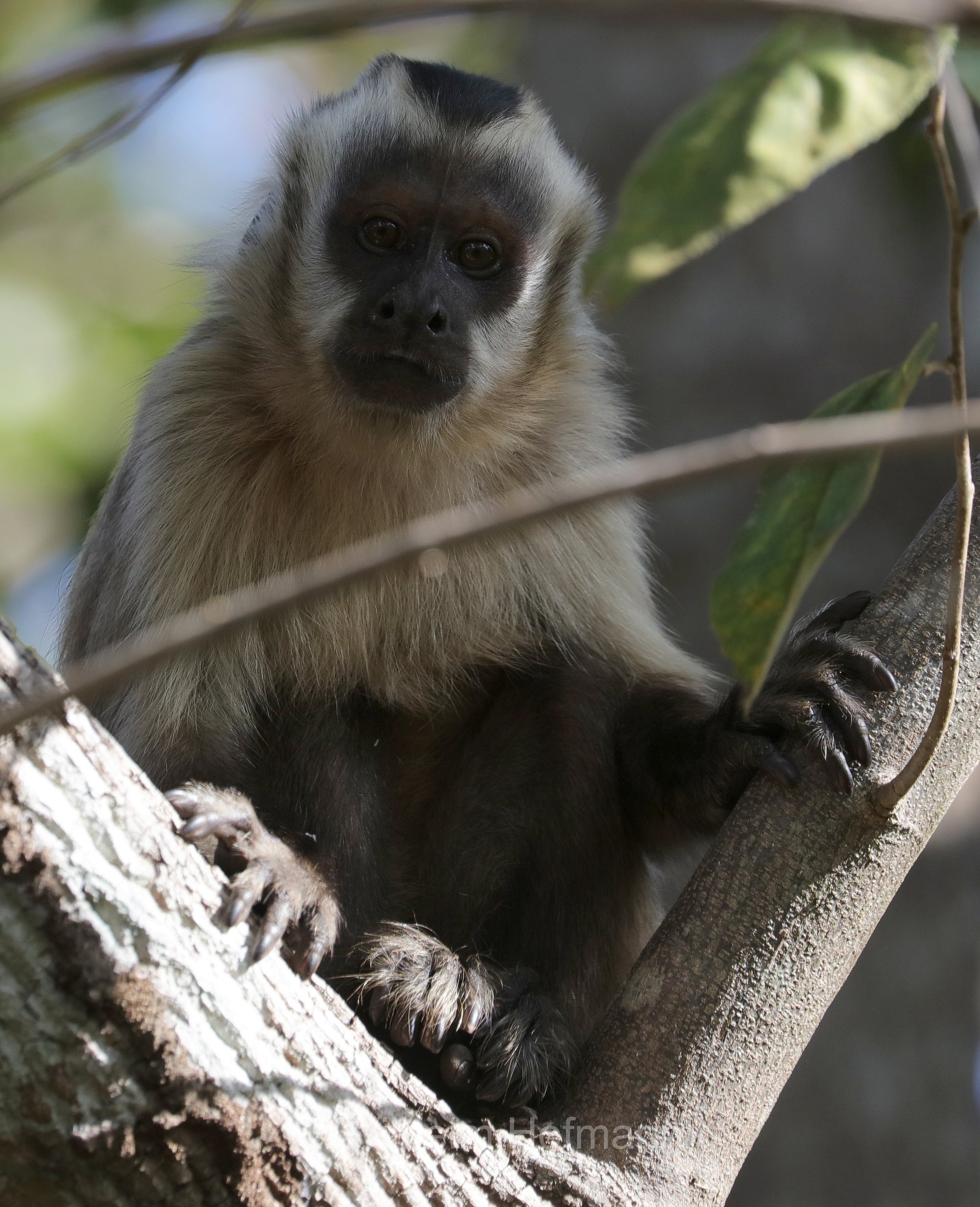 hooded capuchin, Azaras's capuchin, Azara-Kapuzineraffe, cebo di Azara, Sapajus cay, Pantanal, Mato Grosso, Brazil, Brasil, Brasile, Brasilien