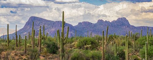 Mountains, ridge, hike, adventure, nature, landscape, Tuscon, Arizona, cactus, Saguaro, dessert, southwest, sky, clouds, sun, summer, spring,