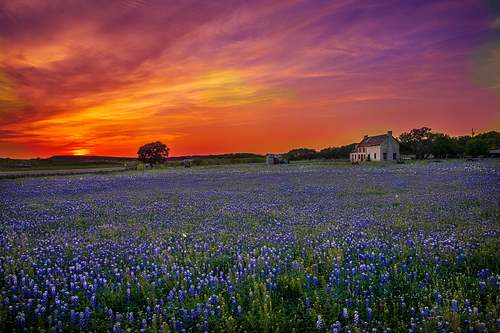 A dramatic sunset with vibrant orange and purple clouds over a vast field of bluebonnets surrounding the historic stone Bluebonnet House in Marble Falls.