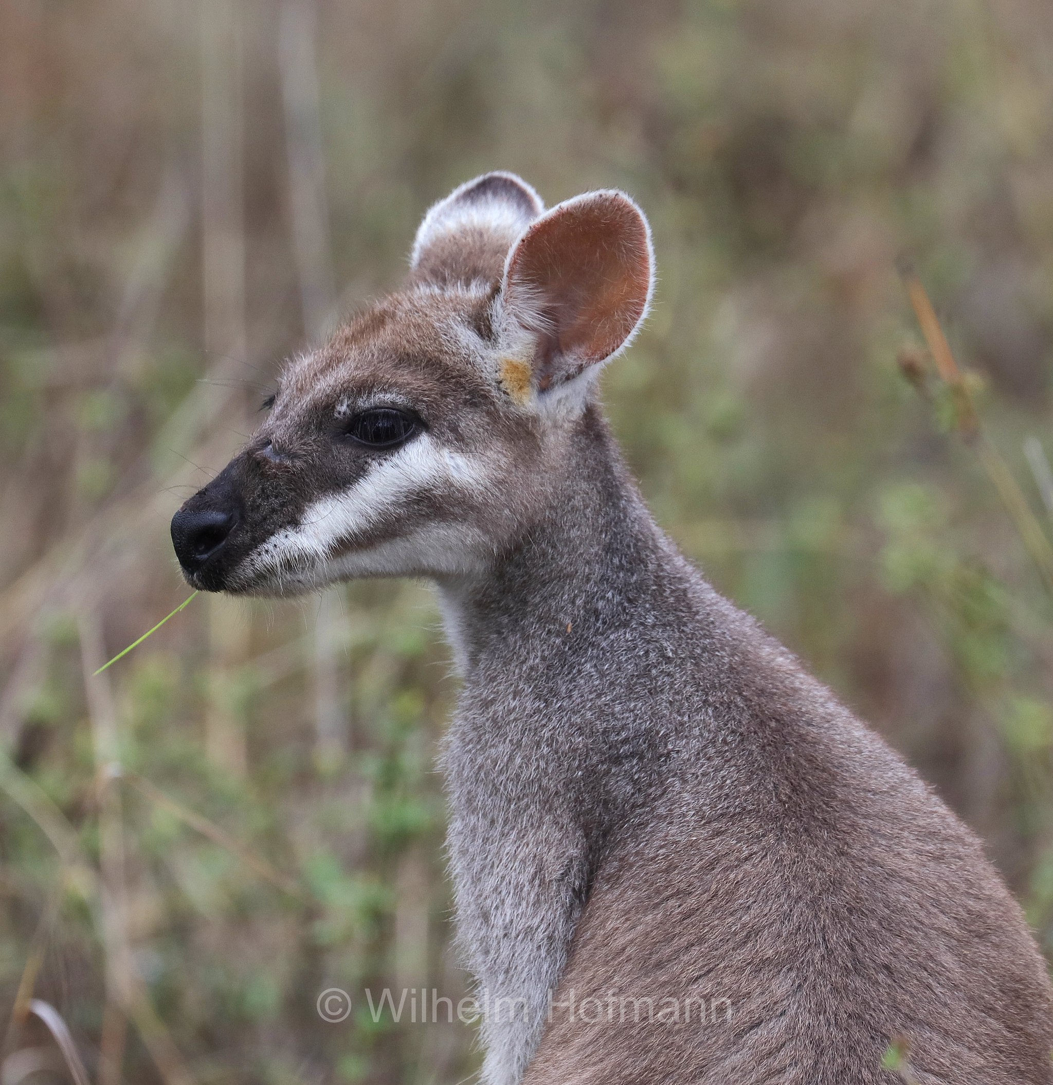 Notamacropus parryi, whiptail wallaby, pretty-faced wallaby, Hübschgesichtwallaby, wallaby di Parry, Bluff Walk, Undara Volcanic National Park, Undara-Volcanic-Nationalpark, parco nazionale Undara Volcanic, Queensland, Australia, Australien