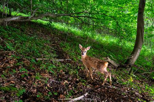 Capreolus capreolus - Roe Deer