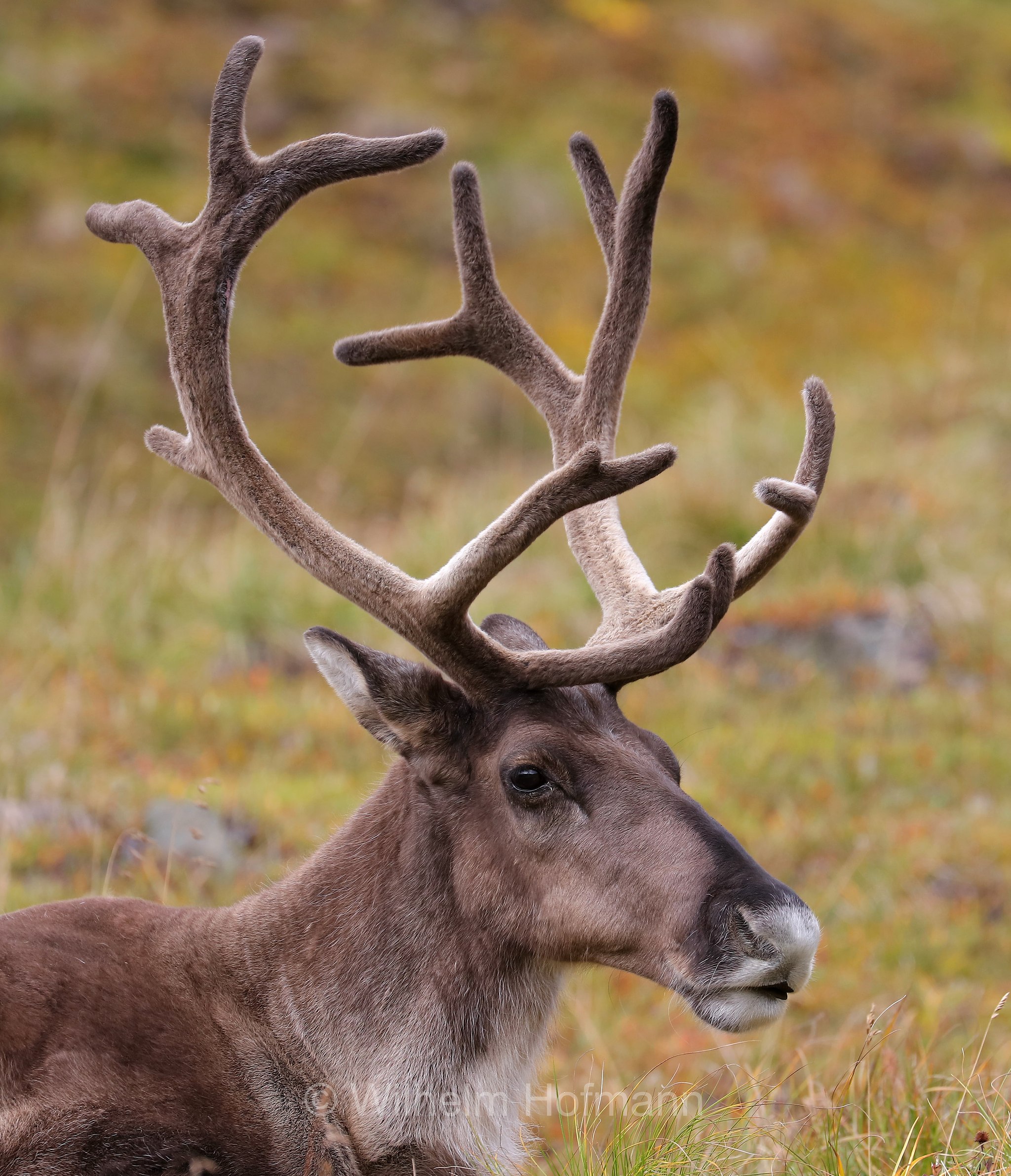 Rangifer tarandus granti, Grant's caribou, Grant-Karibu, Grant's-Karibu, caribù di Grant, Thorofare Pass, Denali National Park, Denali National Park and Preserve, Denali-Nationalpark, Parco nazionale del Denali, Alaska, USA